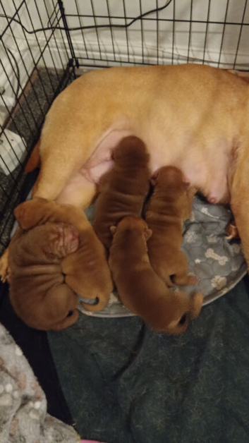 Shar PEI full breed