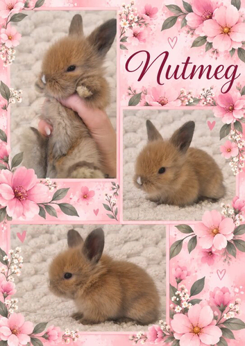 Double Maned Lionhead Babies
