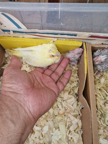Cockatiels for sale