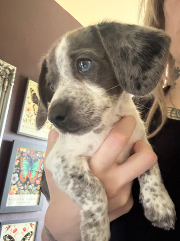 Beautiful blue-eyed Dachshund cross puppy looking for his forever home