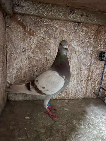 Females racing pigeons for sale