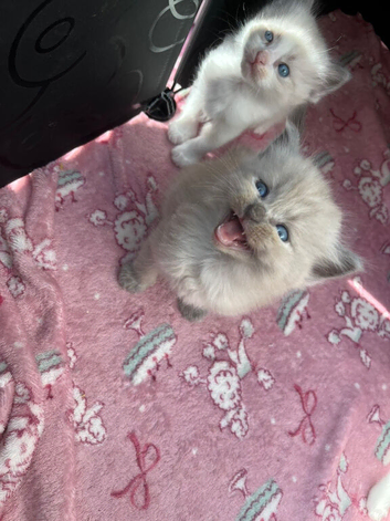 Mink and traditional ragdoll kittens