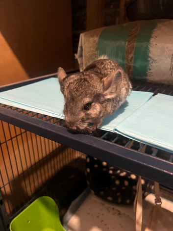 Baby boy chinchillas only no cage