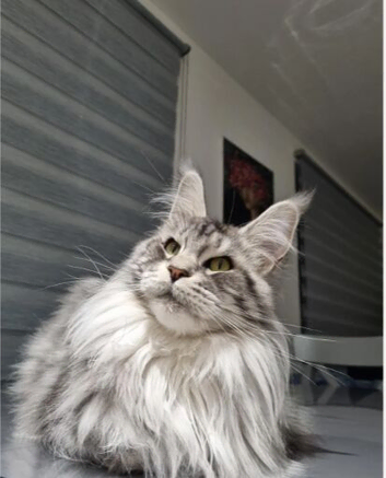 Beautiful fluffy Maine Coon x kittens