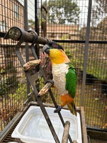 Super tame bonded male caiques with large cage included &pound;750 ONO