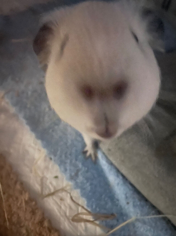 Elliott the Guinea Pig