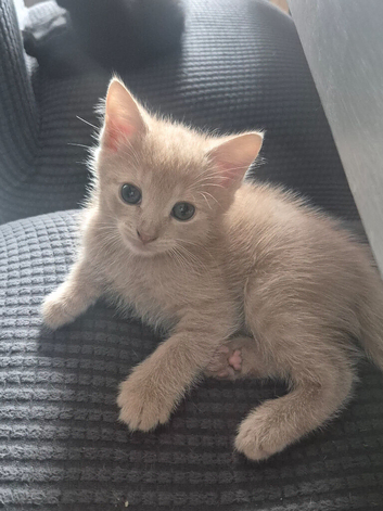 X2 Female Kittens