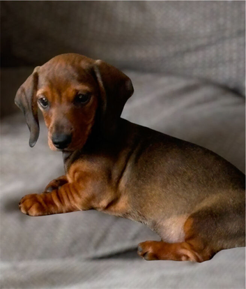 Dachshund mini smooth