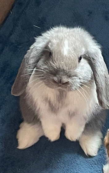 Mini lop buck