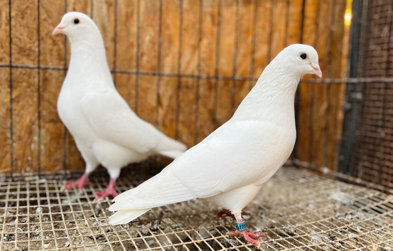 PURE WHITE ENGLISH GARDEN DOVES