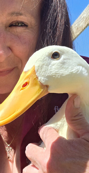 2 Indian runner ducks