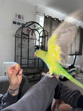 Indian ringneck