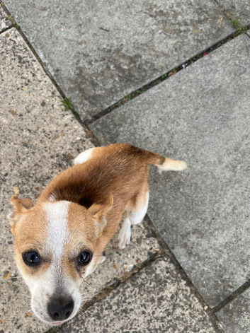 Lovely little Chihuahua cross Jack Russell year old