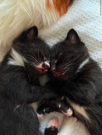 3 kittens
