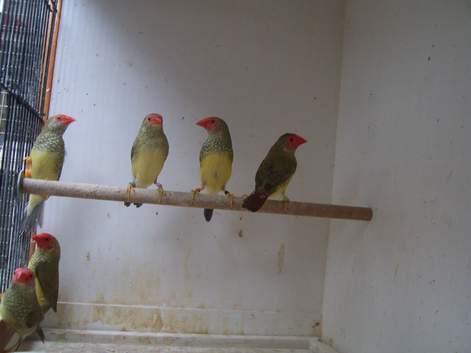 For sale 3 pairs of red faced star finches &pound;50/pair