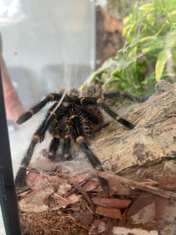 Chaco golden knee mature male