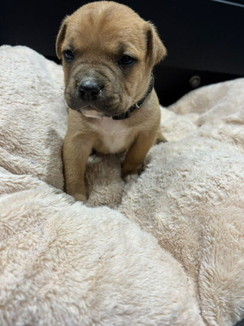 Staffordshire bull terrier pups