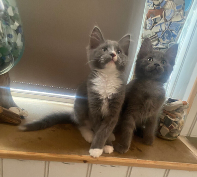 Mainecoon x ragdoll