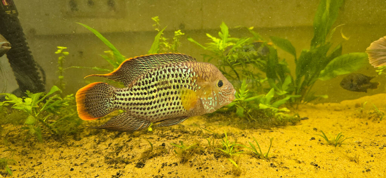 Green terror fry