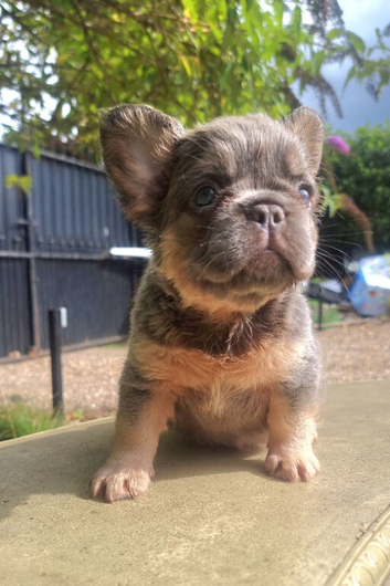 Beautiful French bulldogs