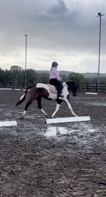Fendi - 6 Year Old - Standardbred