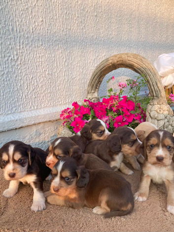 Cocker spaniel puppies