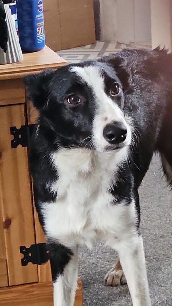 6 month female puppy