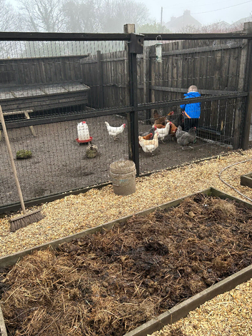 Chicken eggs