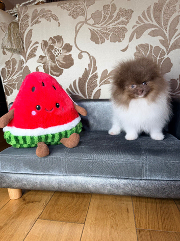Party Lilac tiny Pomeranian boy