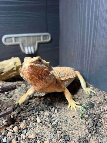 Bearded dragon with VIV and full set up