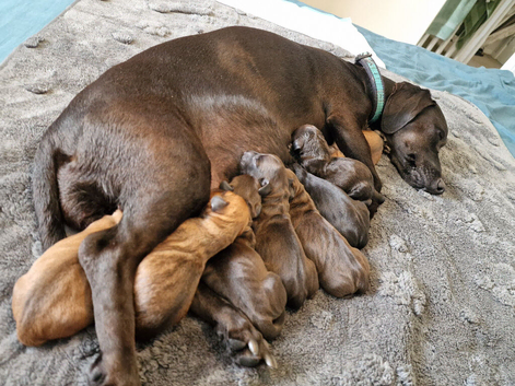 3/4 Dachsund x 1/4 Patterdale pups