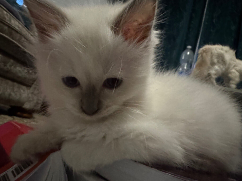 Ragdoll kittens