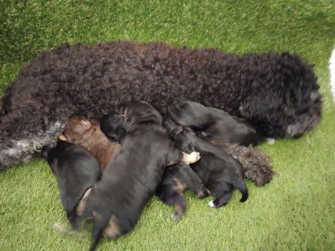 Jackapoo pups