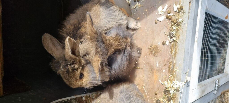 5 week old lion heads