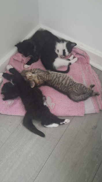 Black and white kitten boy for sale