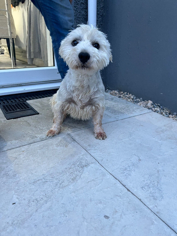 West highland terrier stud