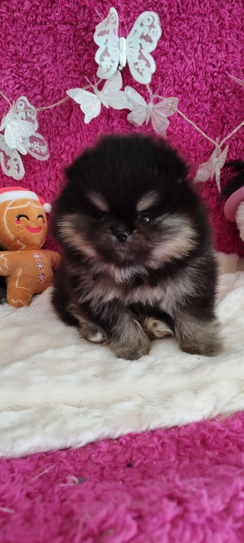 Stunning pomeranian boys ready now