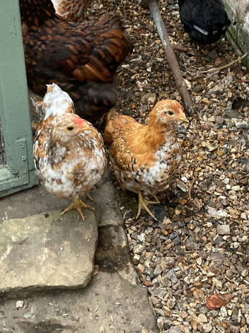 Bantam Wyandottes