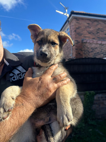 German shepherd puppies