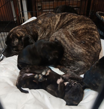 Presa Canieo Puppies