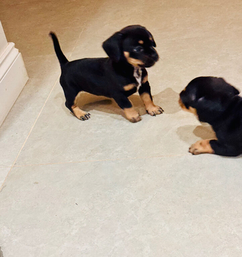 3 beautiful miniature dachshunds+ French bulldog