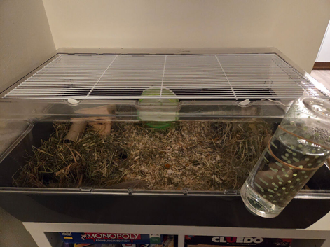 White hammy for sale