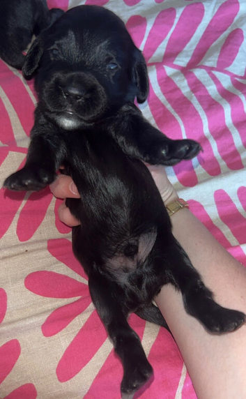 Cockerspaniel puppies