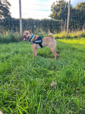 Cross shar pei looking for a loving home