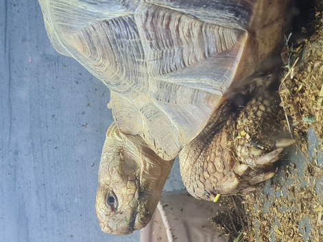 Sulcatta for rehome