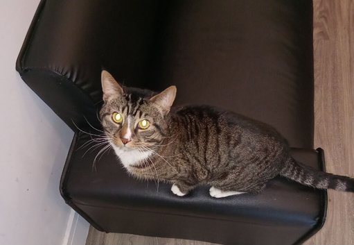 Friendly Tabby cat