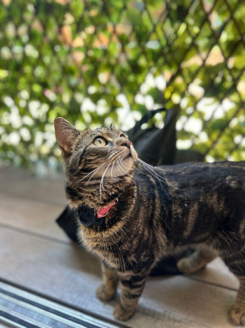 Tabby cat female