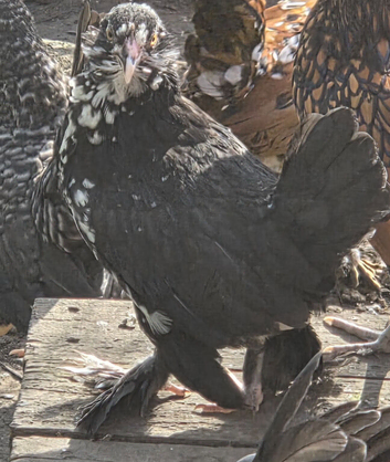 Barbu D'uccle Pullets - Black mottled and Black