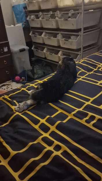 Male lop