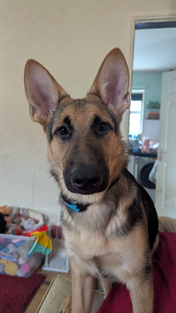 German Shepherd x Belgian Malinois boy 9 months old
